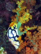 Polycarpa aurata and corals. Diving around Bangka island, Sahaung dive site. Indonesia.