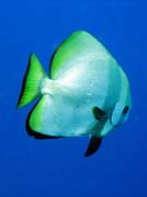 Diving around Bunaken island, Lekuan I dive site. Sulawesi,  Indonesia.