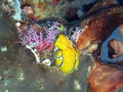 Diving around Bunaken island, Timur dive site. Sulawesi,  Indonesia.