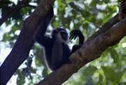 Gibbon monkey in Tanjung Puting national park. Indonesia.