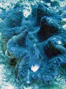 Giant Clams, Diving around Bunaken island, Fukui dive site. Indonesia.