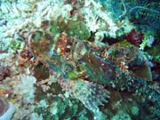 Scorpion Fish. Diving around Bunaken island, Siladan I dive site. Indonesia.