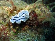 Chromodoris willani nudibranch. Diving around Bunaken island, Siladan I dive site. Sulawesi,  Indonesia.
