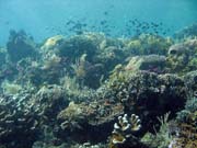Diving around Bunaken island, Siladan I dive site. Indonesia.