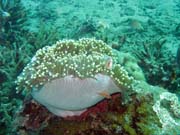 Anemone. Diving around Bunaken island, Molas Wreck dive site. Indonesia.