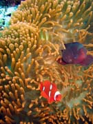 Clown Anemonefish in their host anemone. Diving around Bunaken island, Mandolin dive site. Indonesia.
