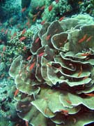 Diving around Bunaken island, Mandolin dive site. Sulawesi,  Indonesia.