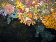 Diving around Bunaken island, Chelo Chelo dive site. Sulawesi,  Indonesia.