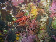 Lionfish. Diving around Bunaken island, Chelo Chelo dive site. Sulawesi,  Indonesia.