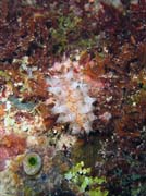 Nudibranch. Diving around Bunaken island, Chelo Chelo dive site. Sulawesi,  Indonesia.