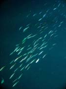 Diving around Bunaken island, Alban dive site. Sulawesi,  Indonesia.