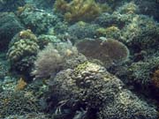 Diving around Bunaken island, Alban dive site. Sulawesi,  Indonesia.