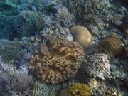 Diving around Bunaken island, Alban dive site. Sulawesi,  Indonesia.