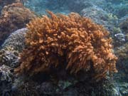 Diving around Bunaken island, Alban dive site. Sulawesi,  Indonesia.
