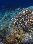 Diving around Bunaken island, Alban dive site. Sulawesi,  Indonesia.