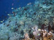 Diving around Bunaken island, Alban dive site. Sulawesi,  Indonesia.