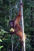 Orangutan in Tanjung Puting national park. Kalimantan,  Indonesia.