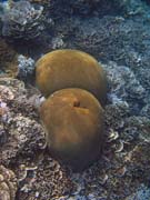 Diving around Bunaken island, Alban dive site. Sulawesi,  Indonesia.