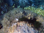 Diving around Bunaken island, Alban dive site. Sulawesi,  Indonesia.