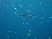 Diving around Bunaken island, Alban dive site. Sulawesi,  Indonesia.