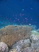 Diving around Bunaken island, Alban dive site. Sulawesi,  Indonesia.