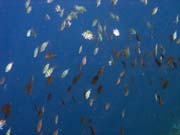 Diving around Bunaken island, Alban dive site. Sulawesi,  Indonesia.