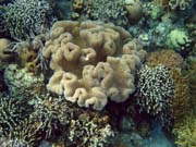 Diving around Bunaken island, Alban dive site. Sulawesi,  Indonesia.