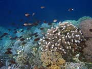Diving around Bunaken island, Alban dive site. Sulawesi,  Indonesia.