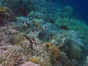 Diving around Bunaken island, Alban dive site. Sulawesi,  Indonesia.