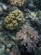 Diving around Bunaken island, Alban dive site. Sulawesi,  Indonesia.