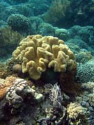 Diving around Bunaken island, Alban dive site. Sulawesi,  Indonesia.