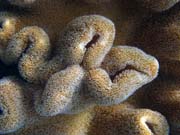 Diving around Bunaken island, Alban dive site. Sulawesi,  Indonesia.