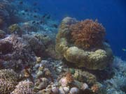 Diving around Bunaken island, Alban dive site. Sulawesi,  Indonesia.