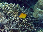 Long-nosed Butterfly Fish. Diving around Bunaken island, Alban dive site. Sulawesi,  Indonesia.