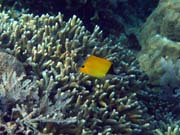 Long-nosed Butterfly Fish. Diving around Bunaken island, Alban dive site. Indonesia.