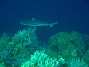 Whitetip Reef Shark. Diving around Bunaken island, Alban dive site. Indonesia.