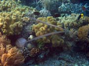 Trumpetfish. Diving around Bunaken island, Alban dive site. Indonesia.