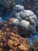 Diving around Bunaken island, Alban dive site. Sulawesi,  Indonesia.