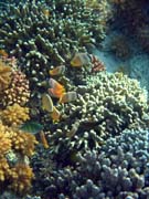 Diving around Bunaken island, Alban dive site. Sulawesi,  Indonesia.