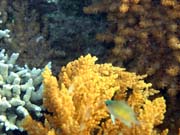 Diving around Bunaken island, Alban dive site. Sulawesi,  Indonesia.