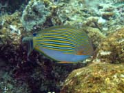 Diving around Bunaken island, Alban dive site. Sulawesi,  Indonesia.