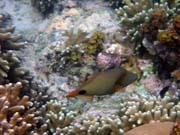 Diving around Bunaken island, Alban dive site. Sulawesi,  Indonesia.
