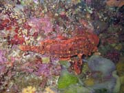 Scorpionfish. Diving around Bunaken island, Lekuan I dive site. Sulawesi,  Indonesia.
