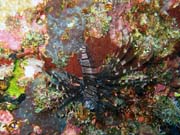 Lionfish. Diving around Togian islands, Kadidiri, Taipee Wall dive site. Sulawesi,  Indonesia.