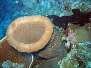 Diving around Togian islands, Kadidiri, Taipee Wall dive site. Sulawesi,  Indonesia.
