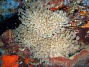 Diving around Togian islands, Kadidiri, Taipee Wall dive site. Sulawesi,  Indonesia.