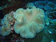 Diving around Togian islands, Kadidiri, Taipee Wall dive site. Sulawesi,  Indonesia.