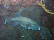 Diving around Togian islands, Kadidiri, Taipee Wall dive site. Sulawesi,  Indonesia.