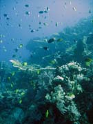 Diving around Togian islands, Kadidiri, Taipee Wall dive site. Sulawesi,  Indonesia.