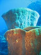 Diving around Togian islands, Kadidiri, Taipee Wall dive site. Sulawesi,  Indonesia.